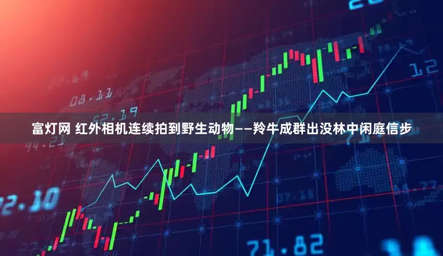 富灯网 红外相机连续拍到野生动物——羚牛成群出没林中闲庭信步