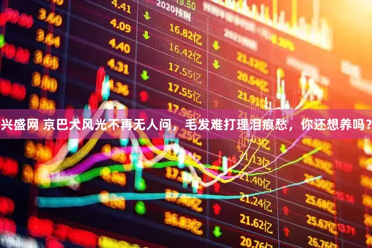 兴盛网 京巴犬风光不再无人问，毛发难打理泪痕愁，你还想养吗？